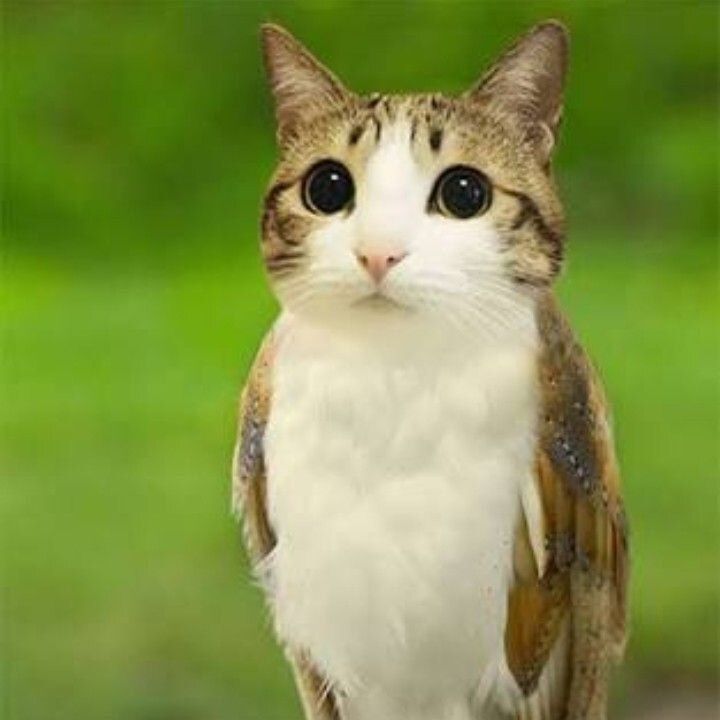 zenko