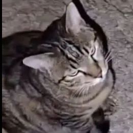 Bulbvee