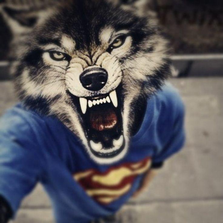 -_-TRAXER-_- avatar