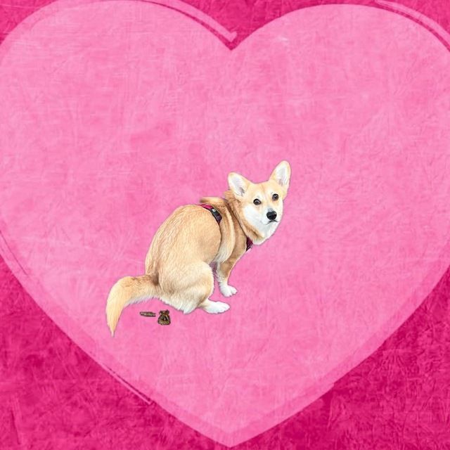 Corgirator