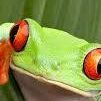 CRAZY FROG