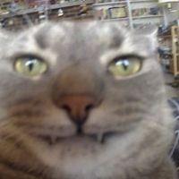lil_blob avatar