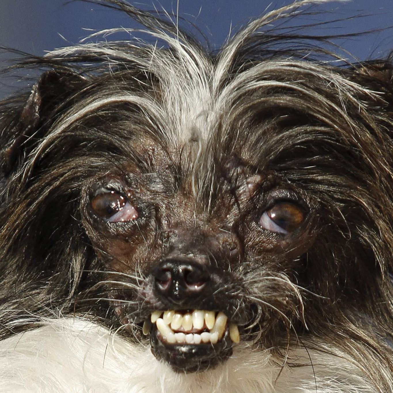PUPIN-