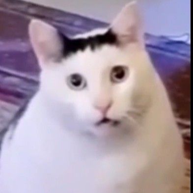 CatLover67