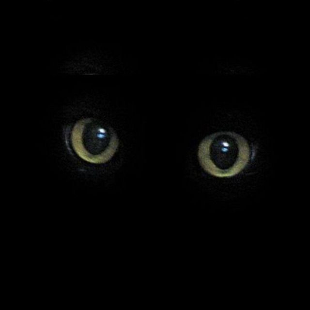 -Zoomka-