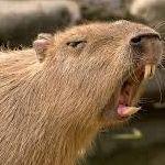 capyboombara avatar