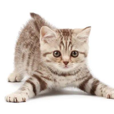 smpx_44 avatar