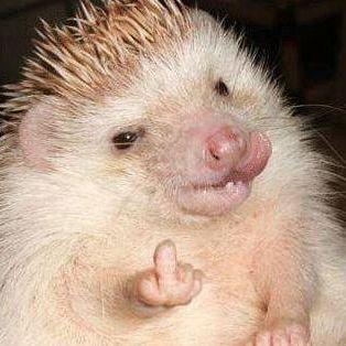 fudgehog68 avatar