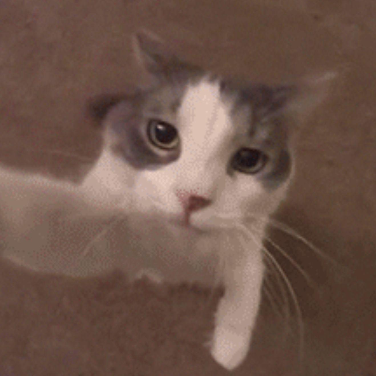 lapachka avatar