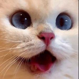 n1kesc avatar