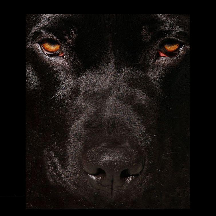 eviliso avatar