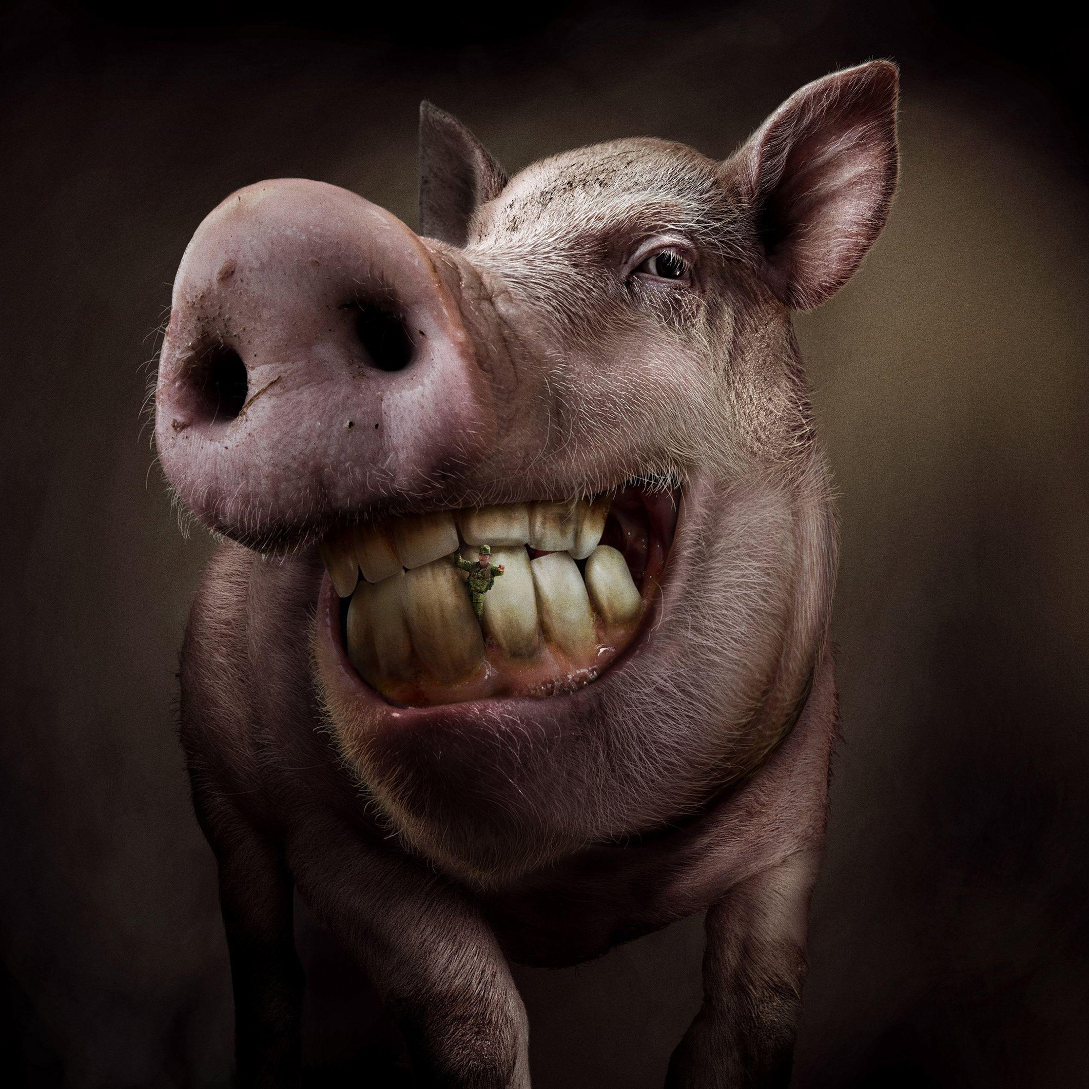 Свиньи кричащие. Свинья улыбается. Свинья смеется. Хрюшка улыбается. Свинья ржет.