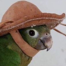 felw0w