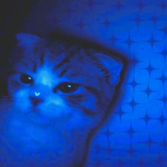 Majshi_ avatar