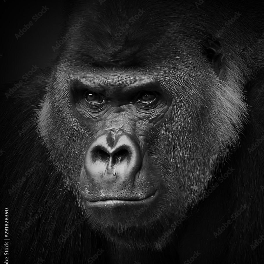 gorilla1337 avatar