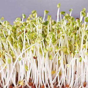 beanssprouts avatar