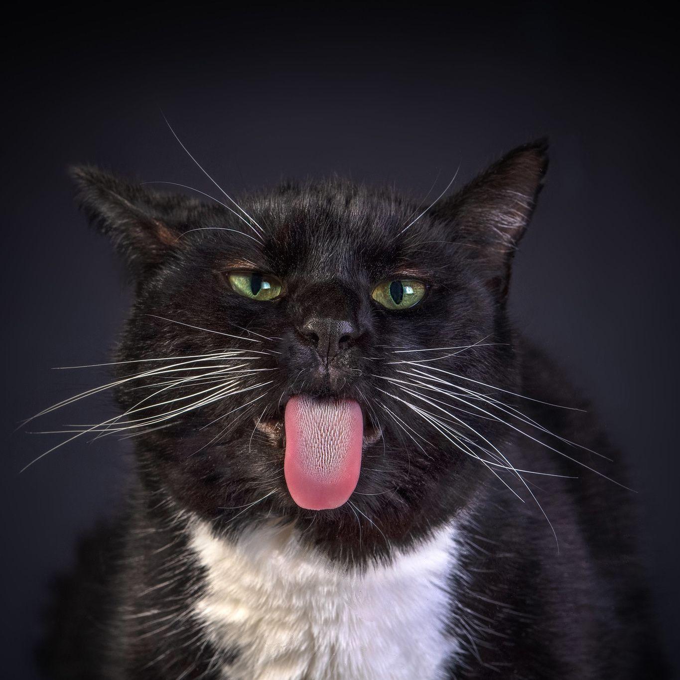 Coffeecats avatar