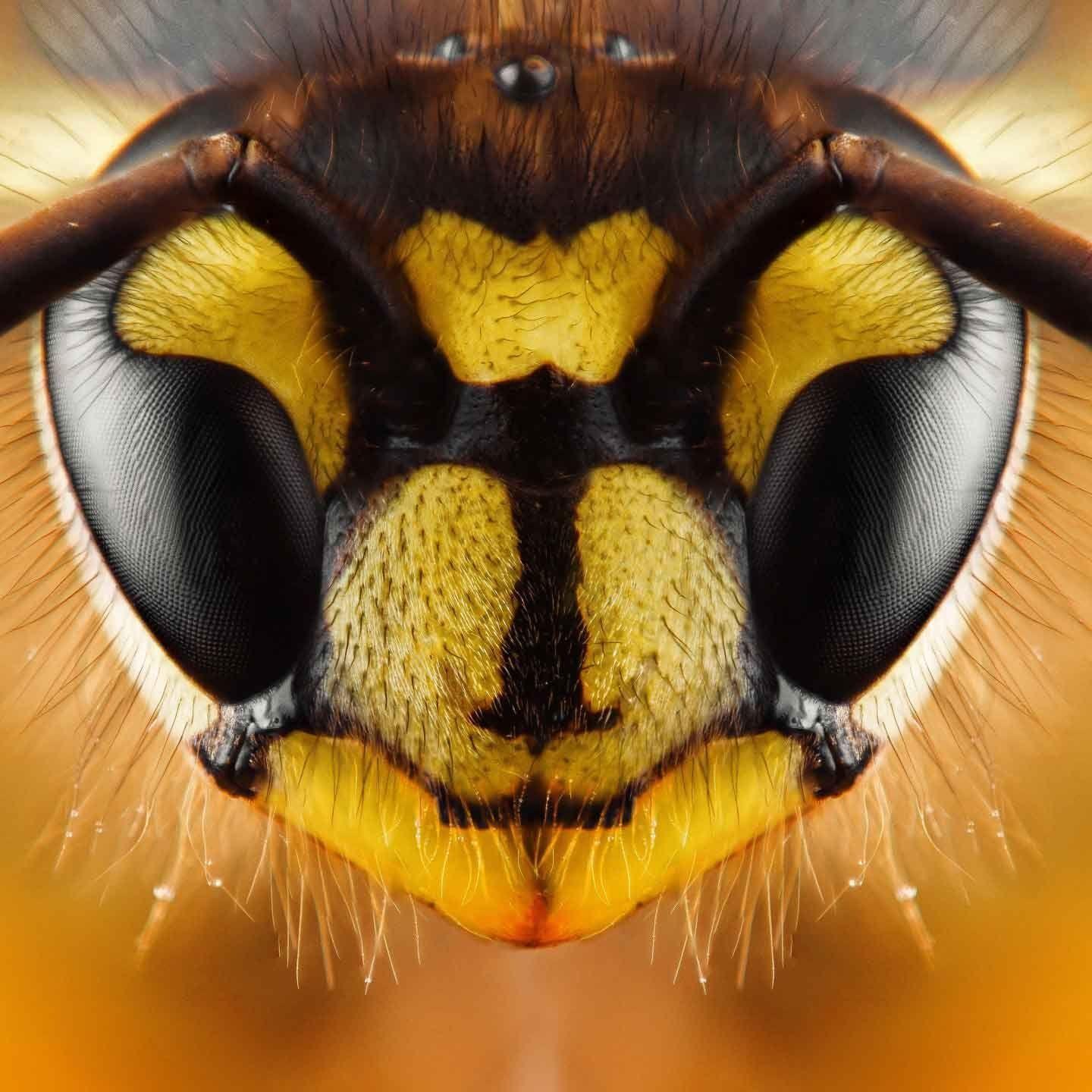 -TheBumble