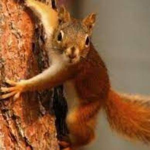 WildSquirel avatar