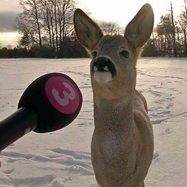 izich39 avatar