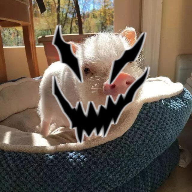 EvilKupitman avatar