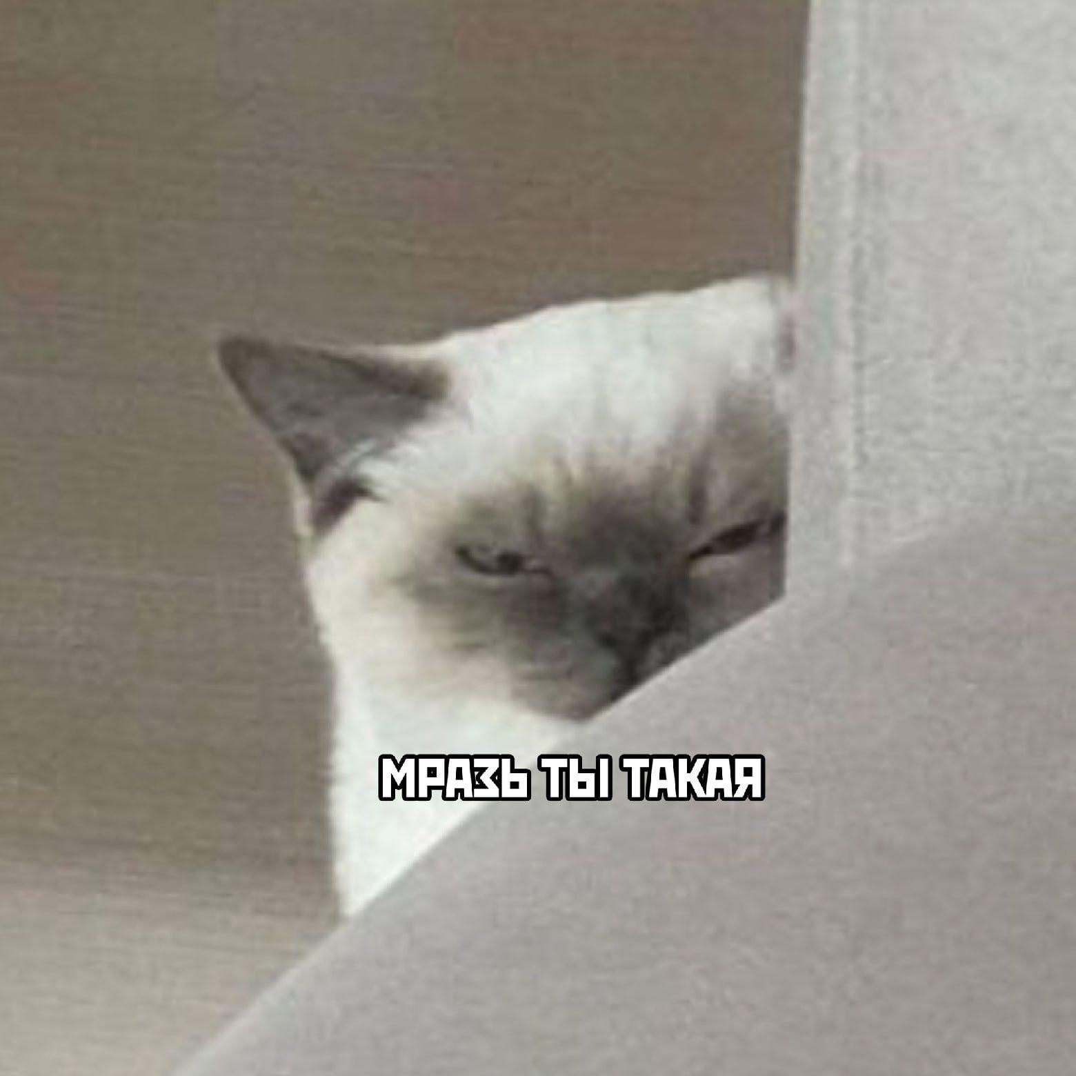 _Maes1ro_ avatar