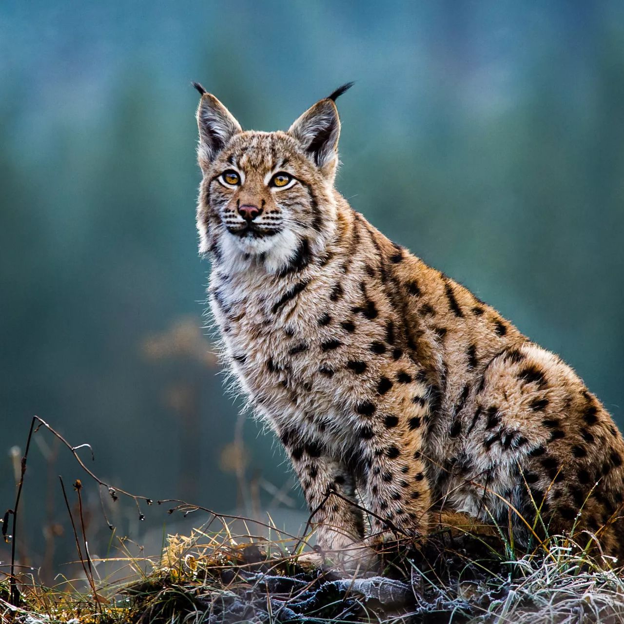 150Lynx