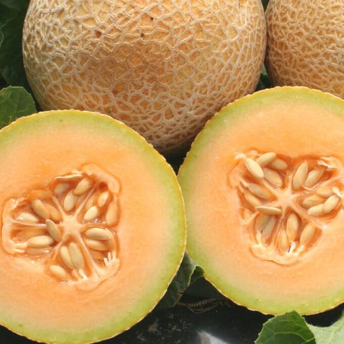 Tastymelon