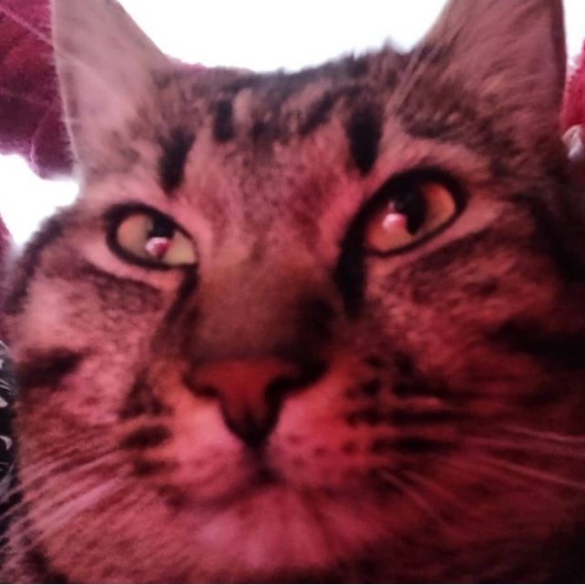 KingAlbinuta avatar