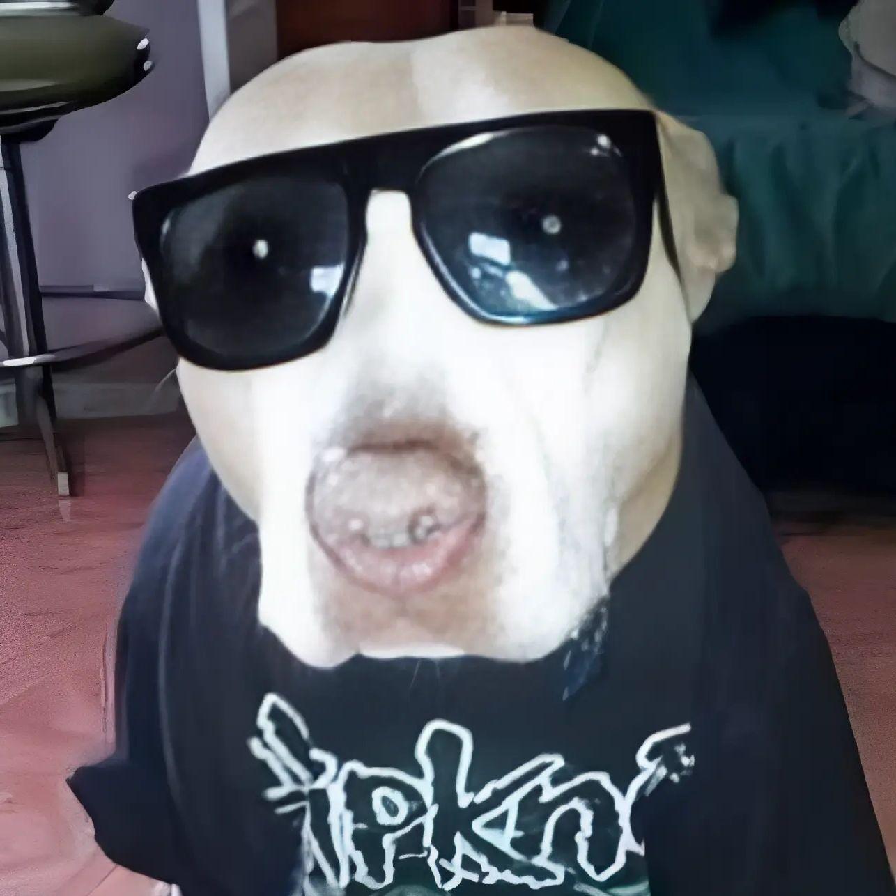 rekvezi avatar