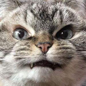knessc avatar
