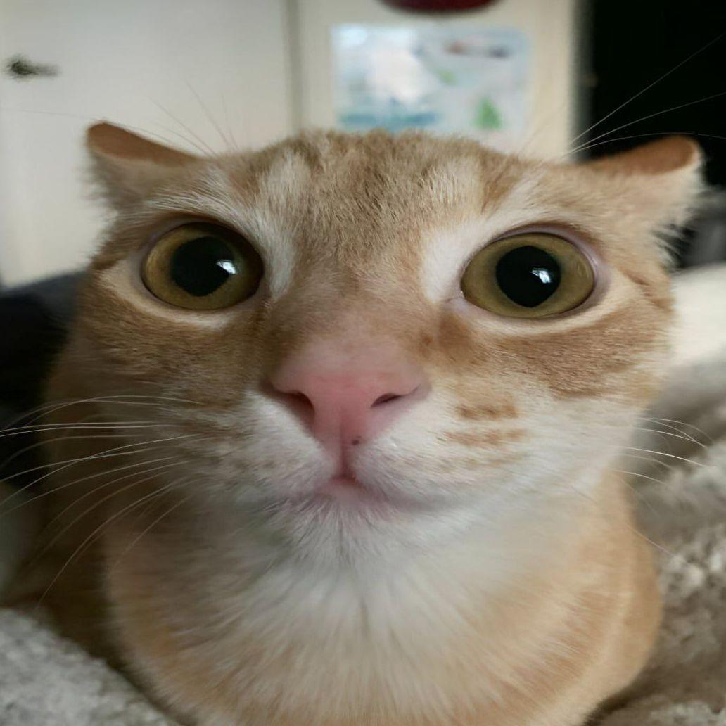 sosokvnosok1 avatar