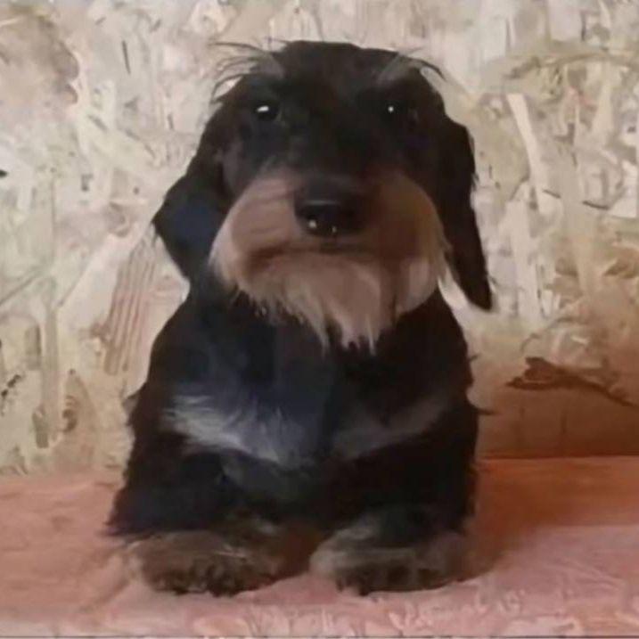 pizdulizu avatar