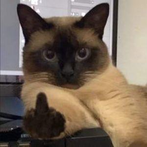 bciliaN avatar