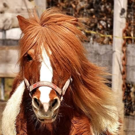 PoneyFarceur