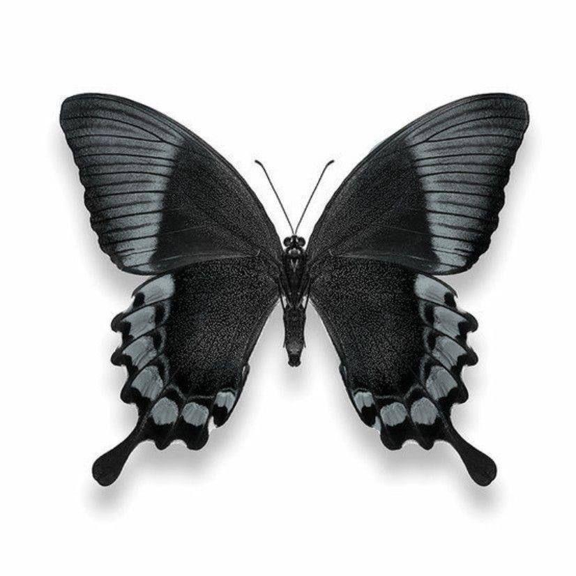 Tri_ZZZ avatar