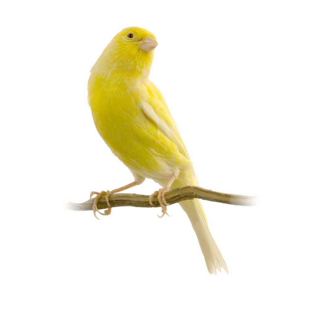 Canary_pt FACEIT avatar