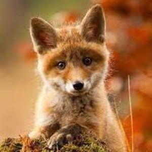 Fox-_-_ avatar