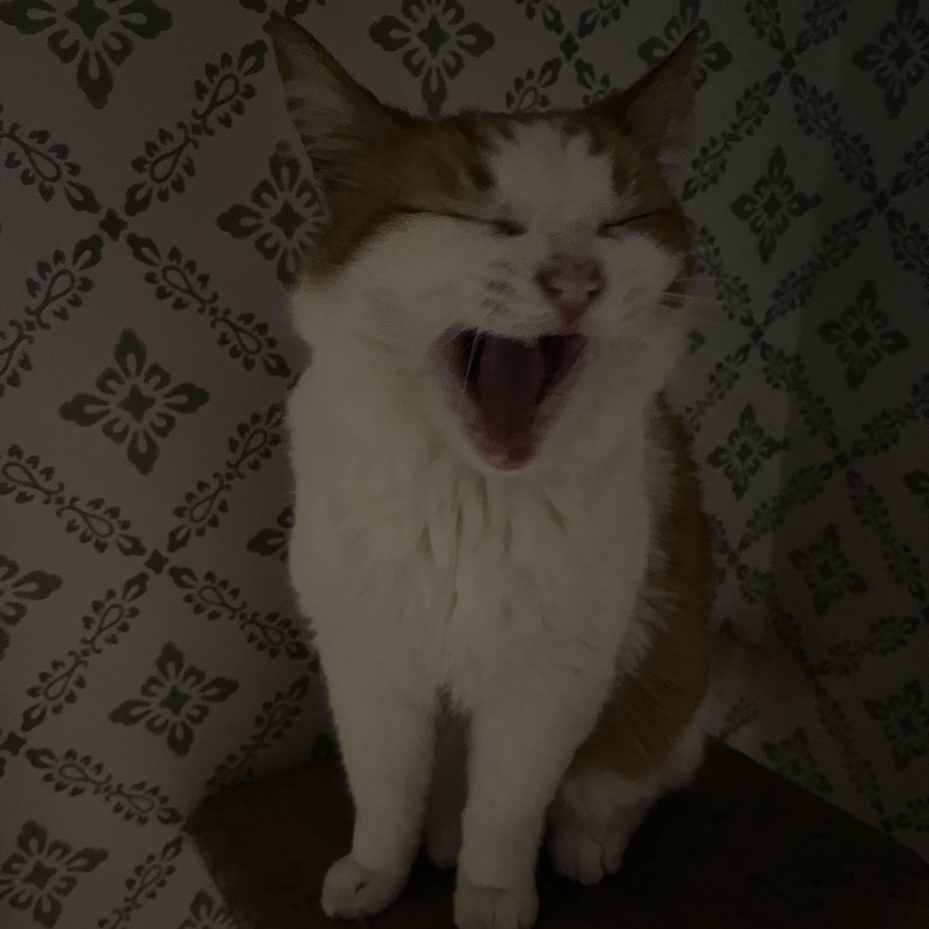 ItzKIttenPRO avatar