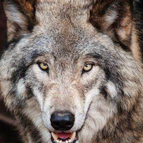 JarmoudWolf avatar