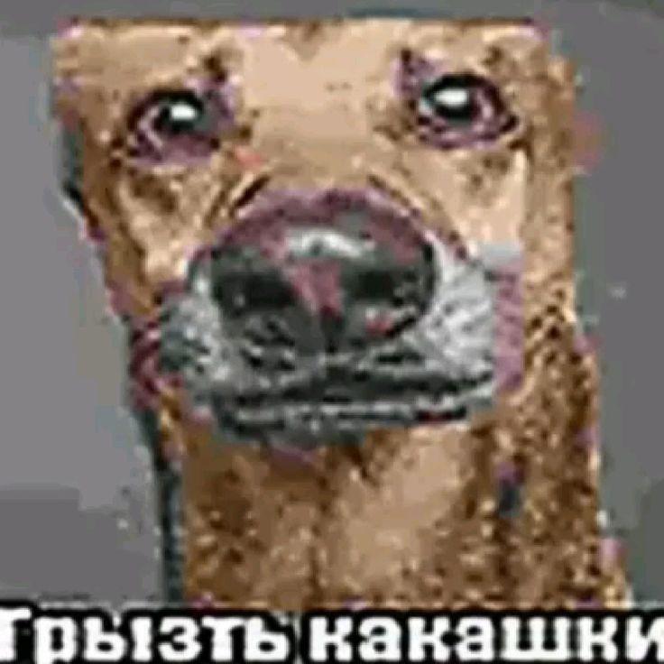 Ponchik100 avatar