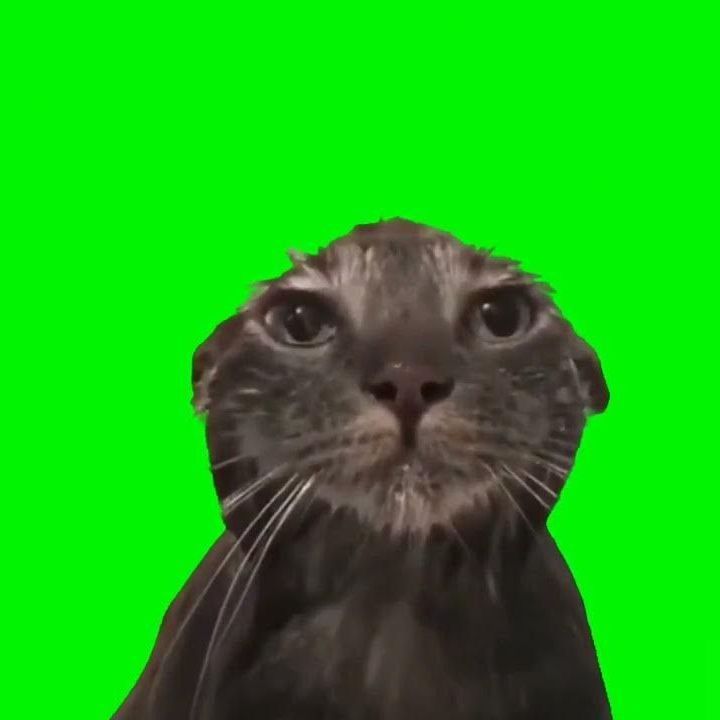 ybicat