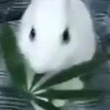 1lkwr avatar