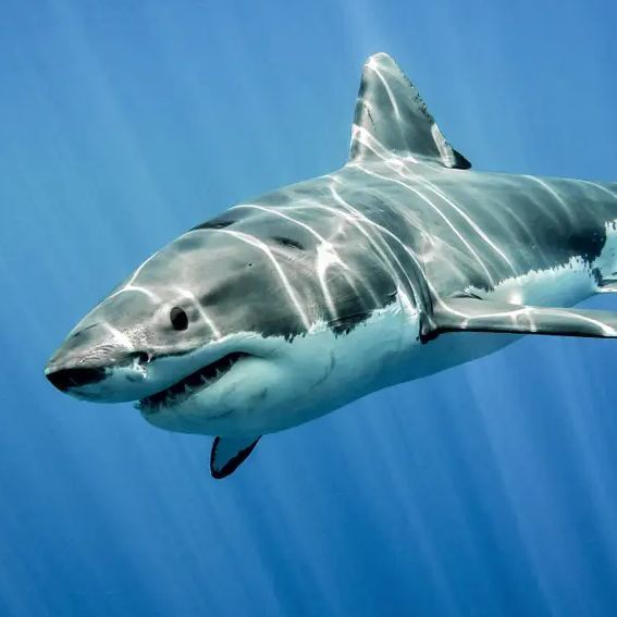 shark0 avatar