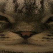 dxrknxssn avatar