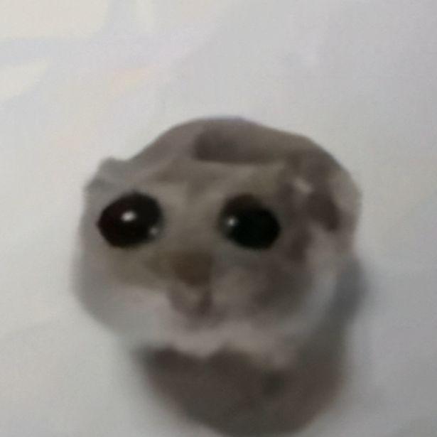 bIackrabbit avatar