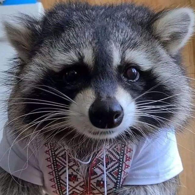 Raccoon--- avatar