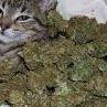 Marihuana13