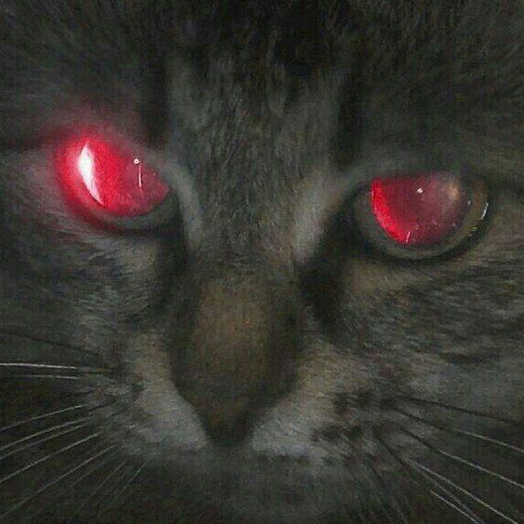 akbidkh avatar
