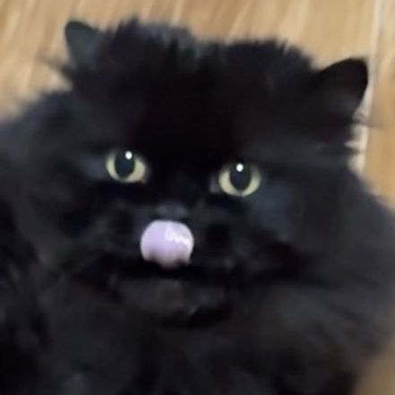 Wizzerrd